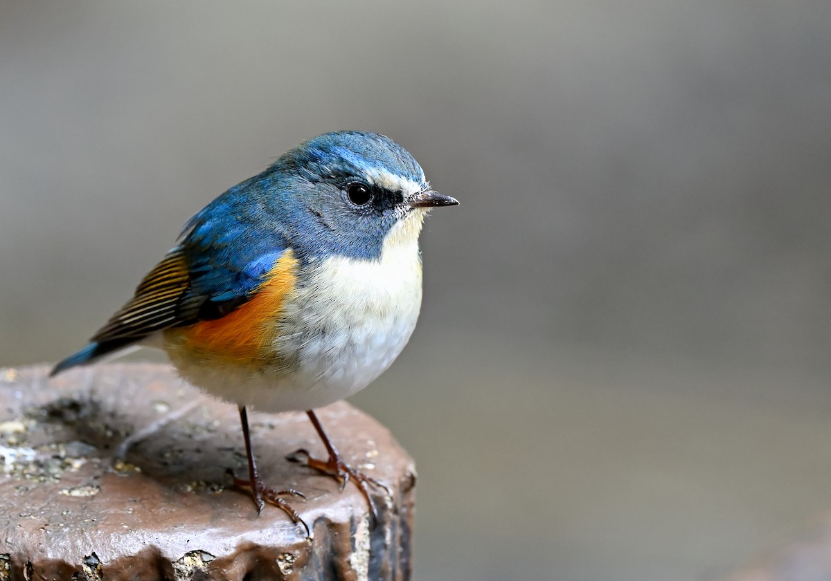 Red-flanked Bluetail - ML619016066