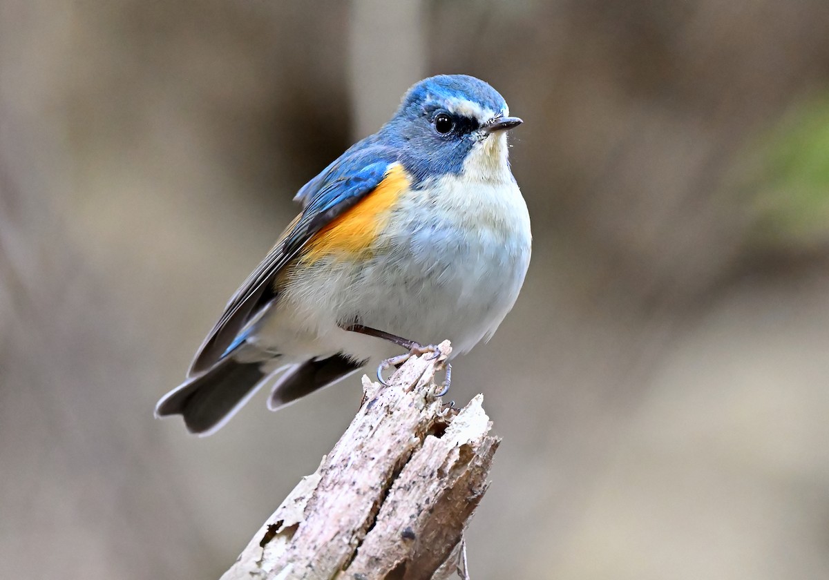 Red-flanked Bluetail - ML619016067