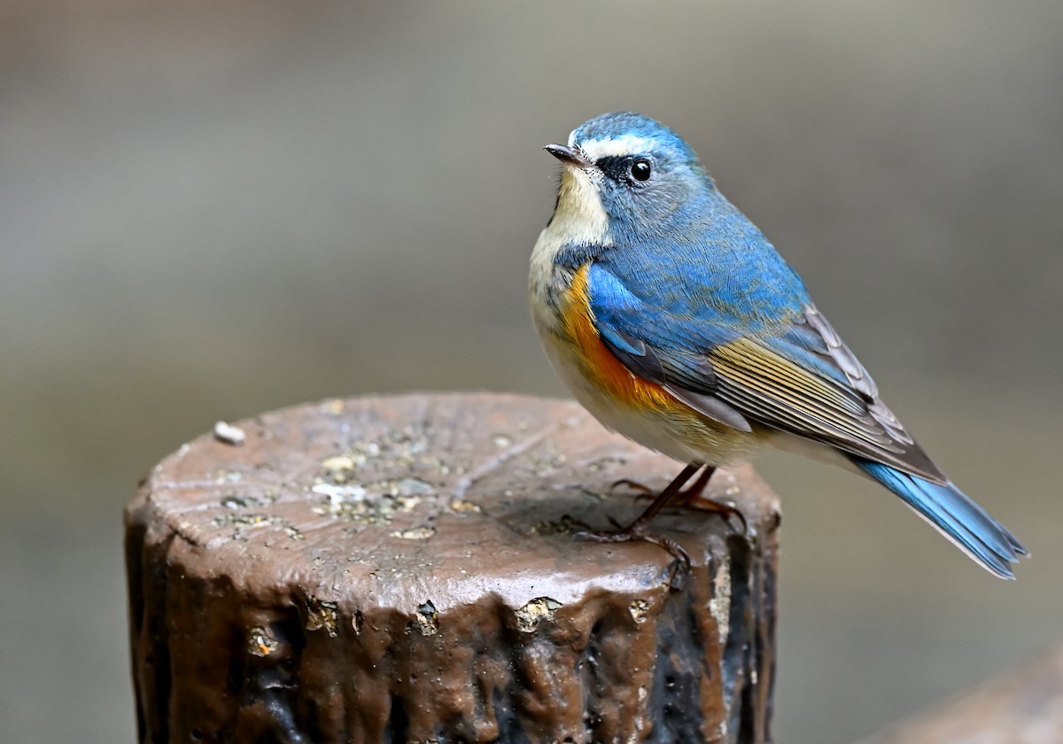 Red-flanked Bluetail - ML619016068
