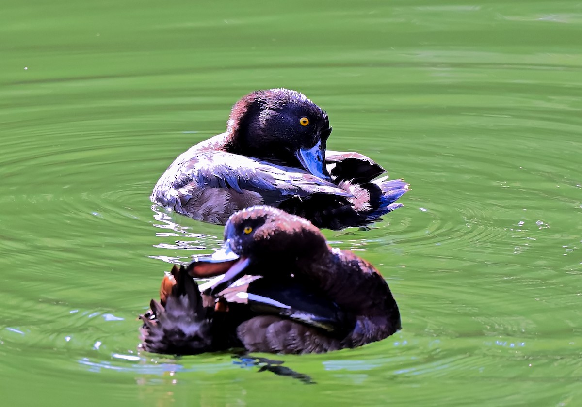 Greater Scaup - ML619016075