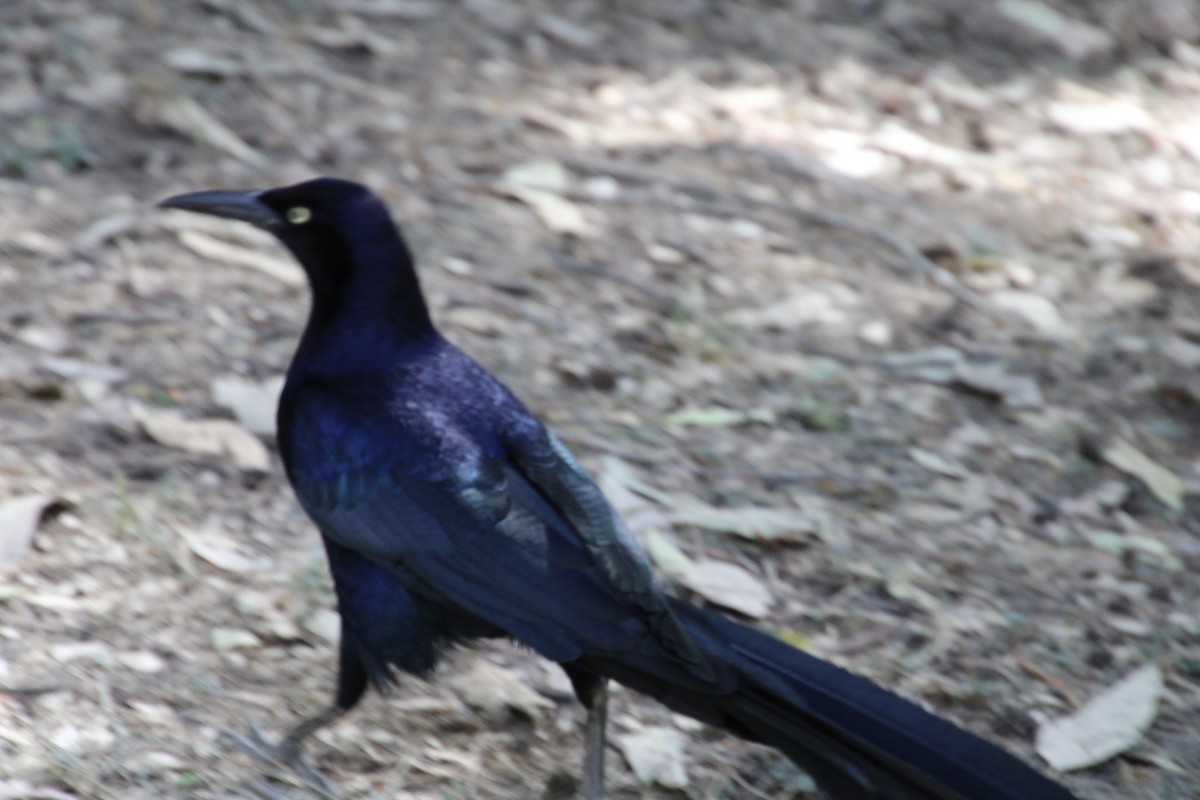 Great-tailed Grackle - ML619016097