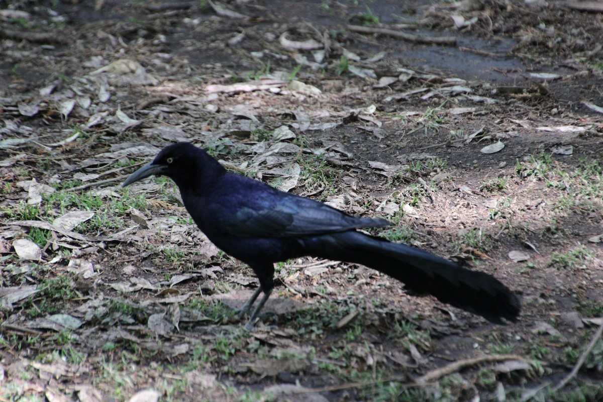 Great-tailed Grackle - ML619016098