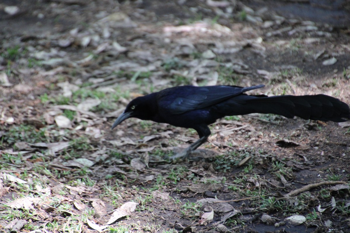 Great-tailed Grackle - ML619016099