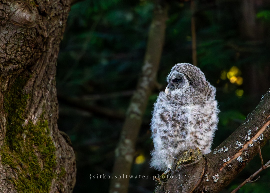 Barred Owl - ML619016125