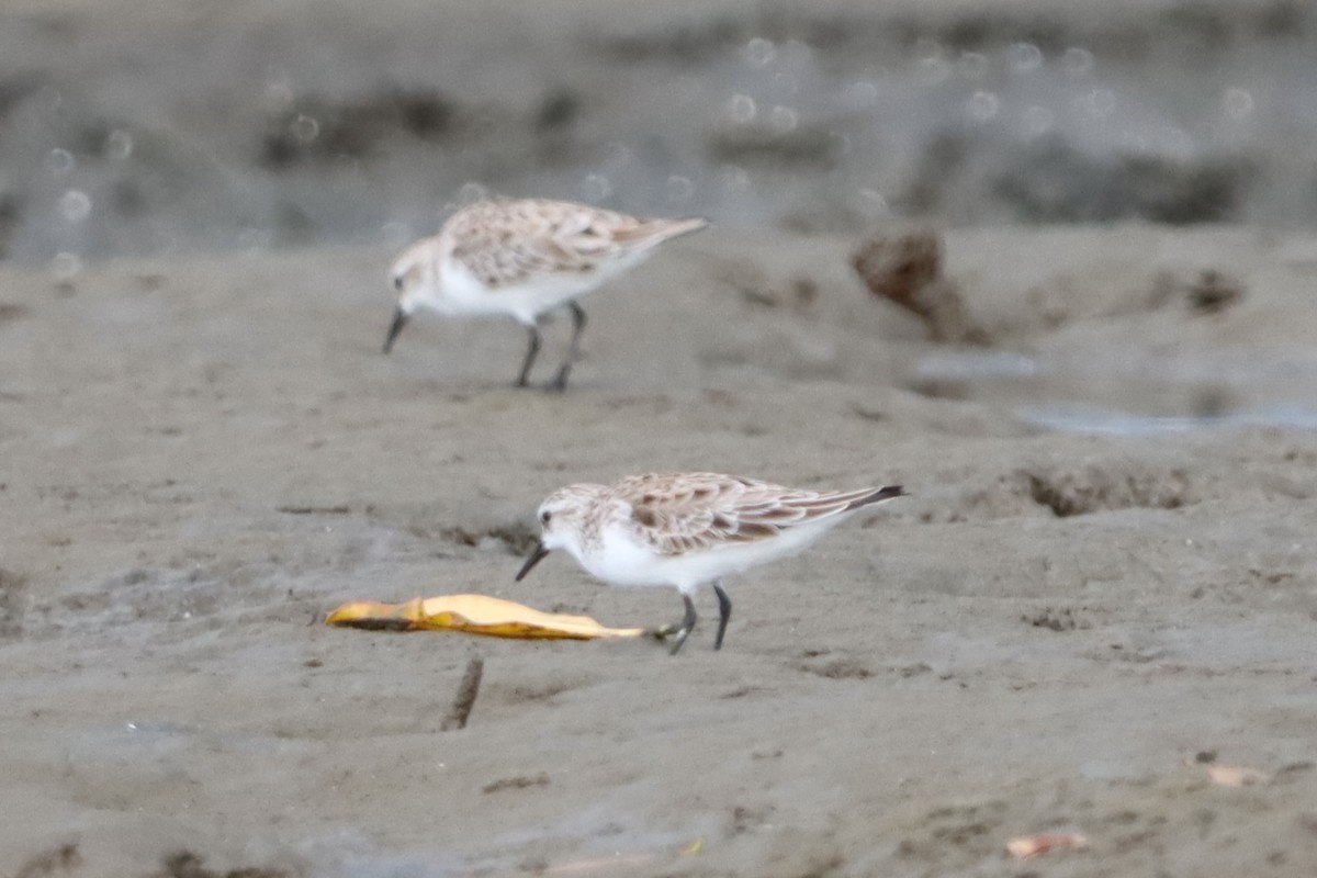 Sanderling - ML619016175