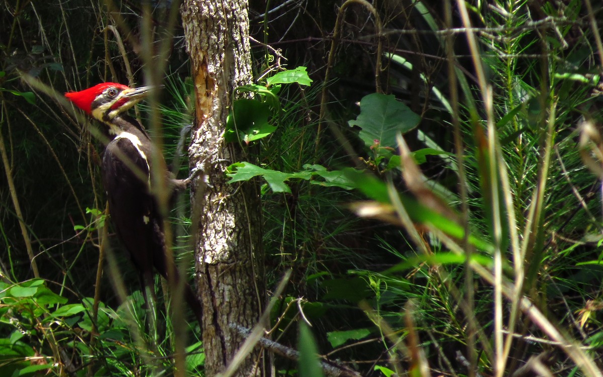 Pileated Woodpecker - Tammy Hester