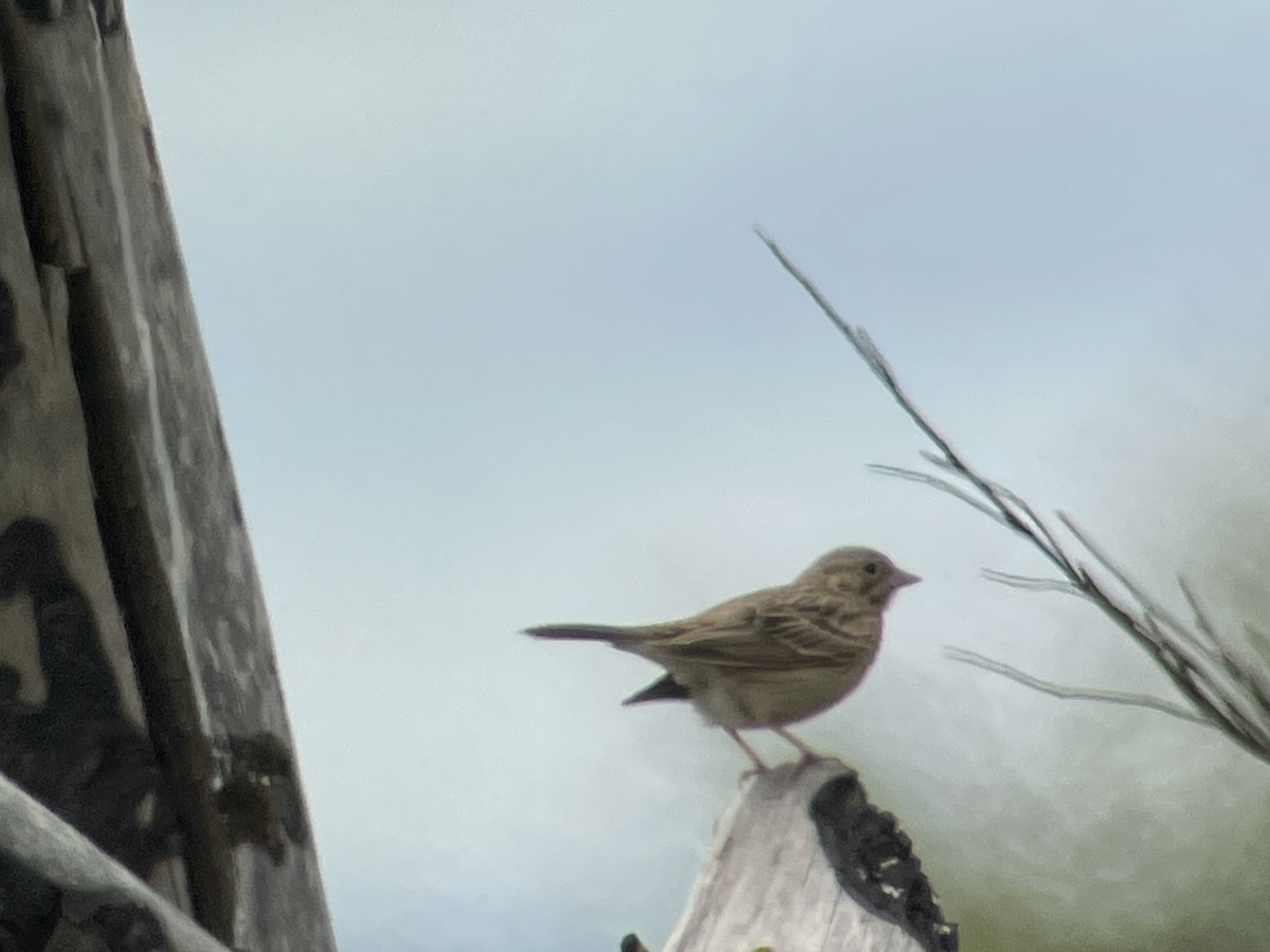 Vesper Sparrow - ML619016188