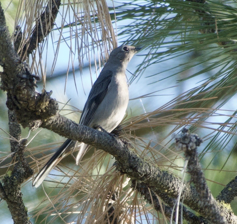 Townsend's Solitaire - Mark McAnally