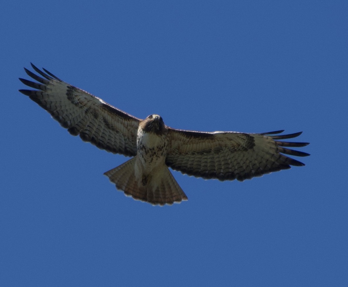 Red-tailed Hawk - ML619016283