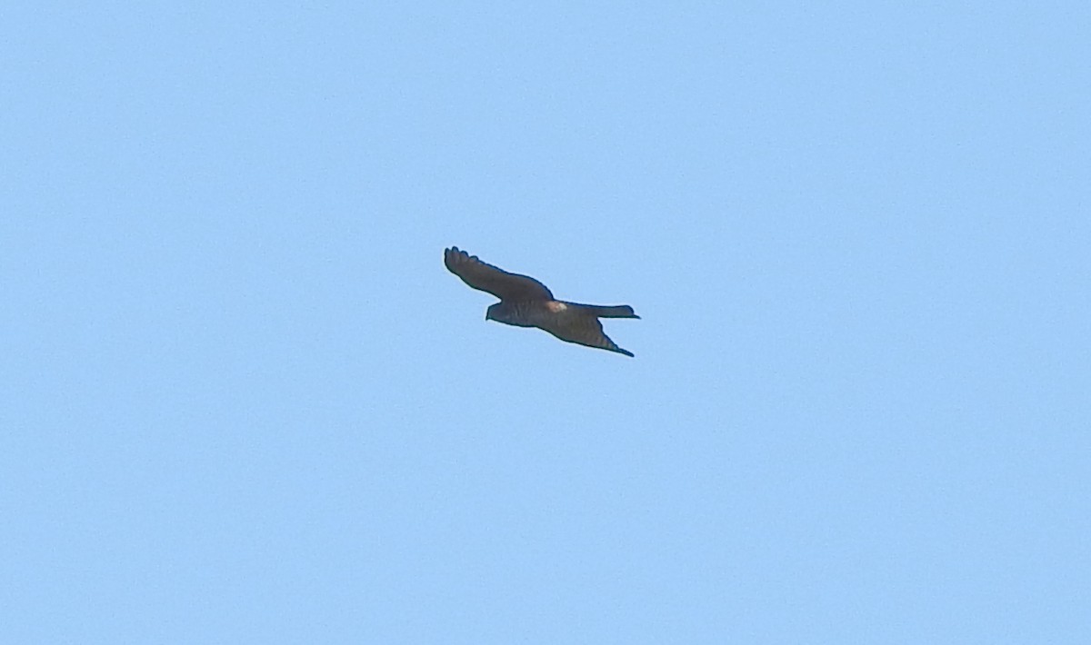Collared Sparrowhawk - ML619016339
