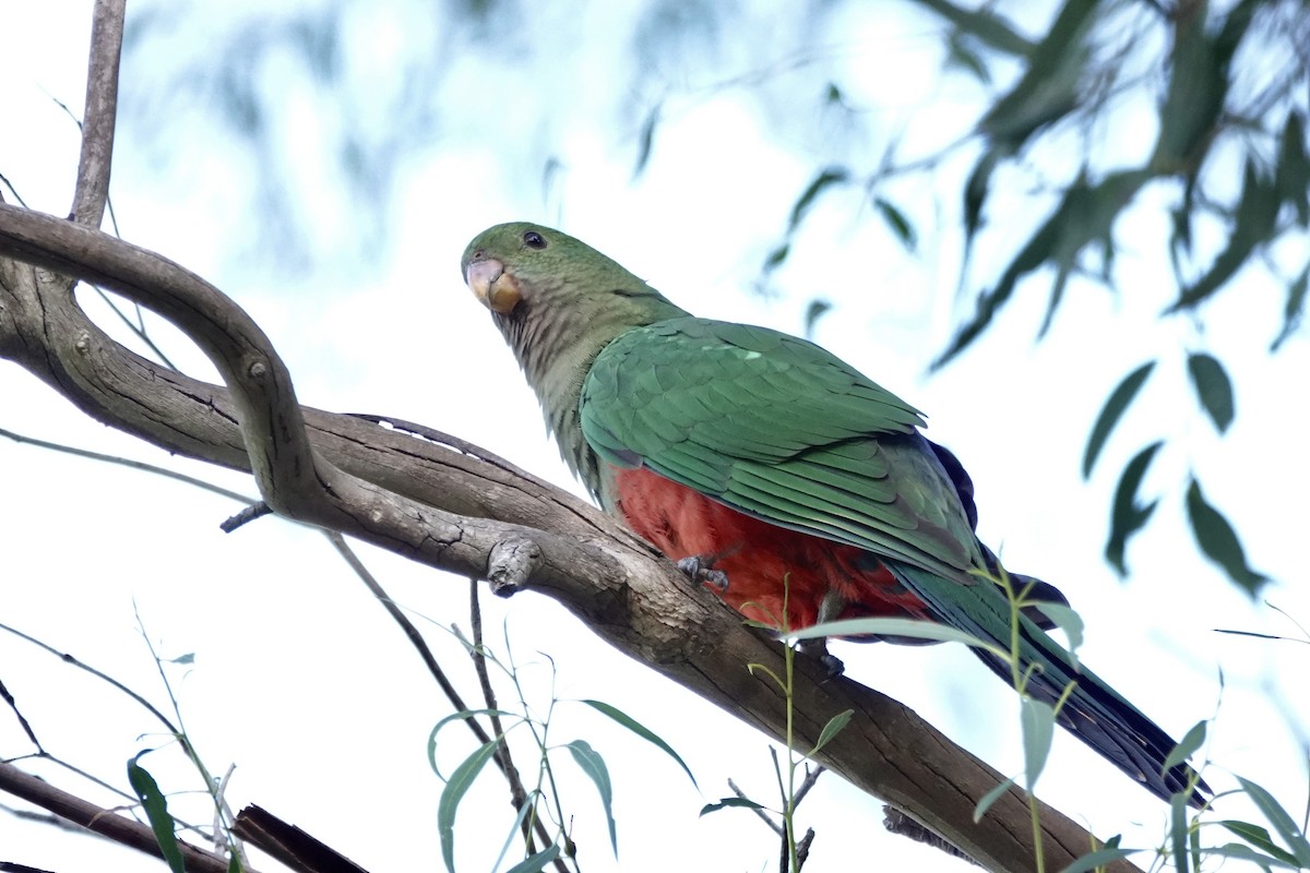 Australian King-Parrot - john cull