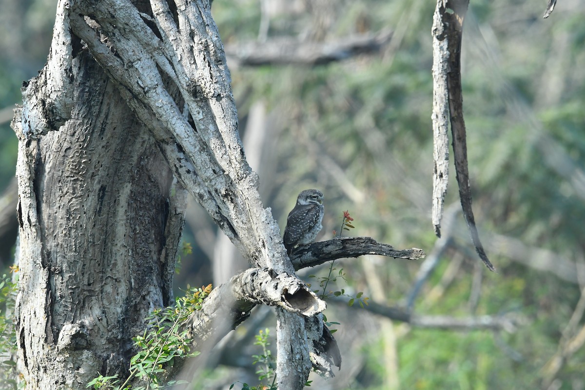 Spotted Owlet - ML619016382