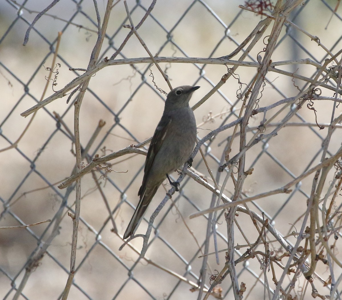 Townsend's Solitaire - ML619016385