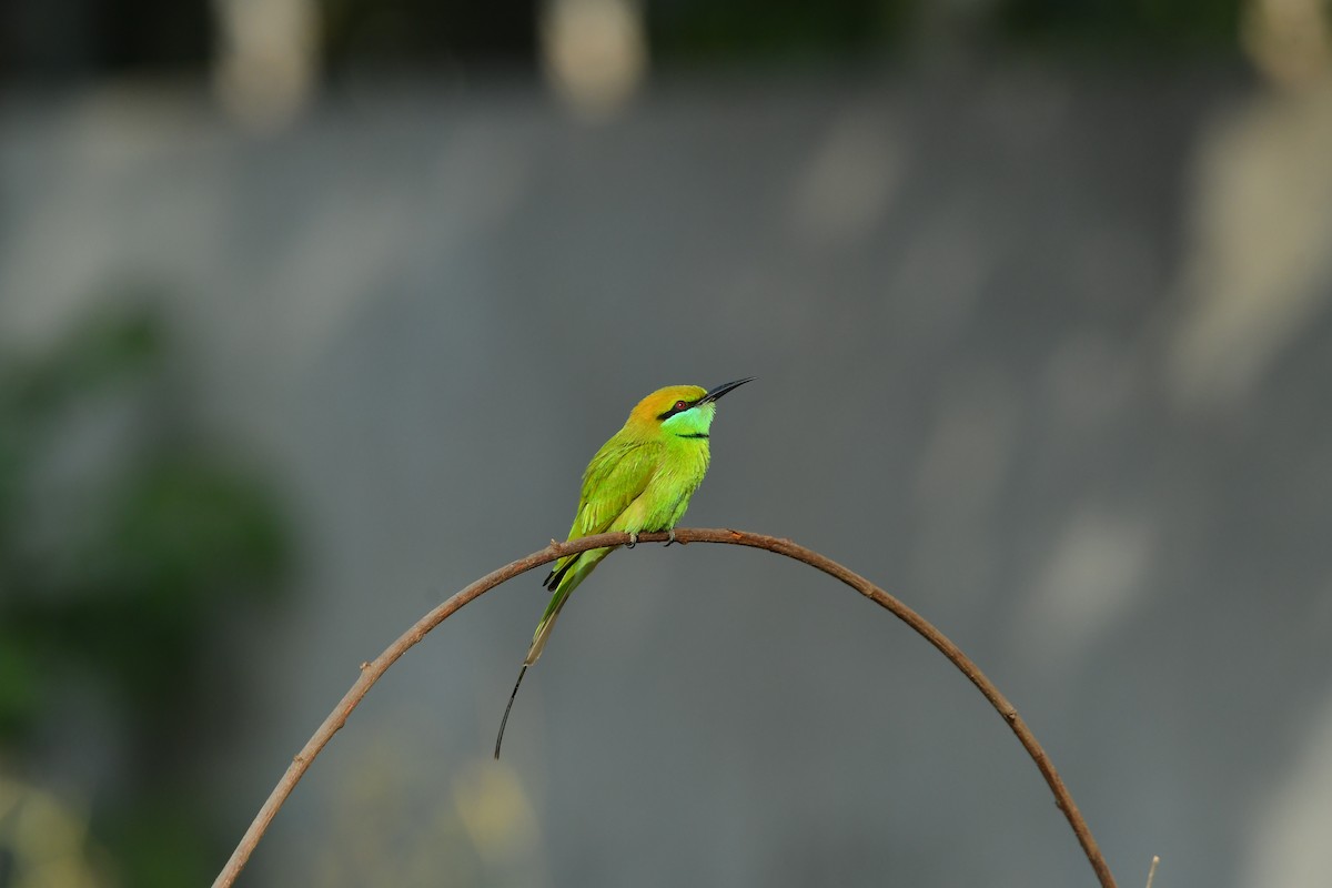 Asian Green Bee-eater - Franklein Pankiraj