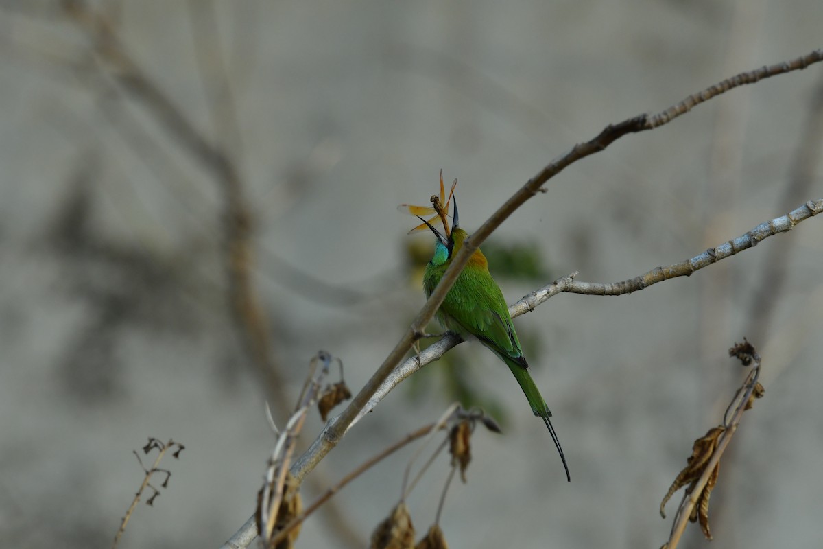 Asian Green Bee-eater - ML619016387