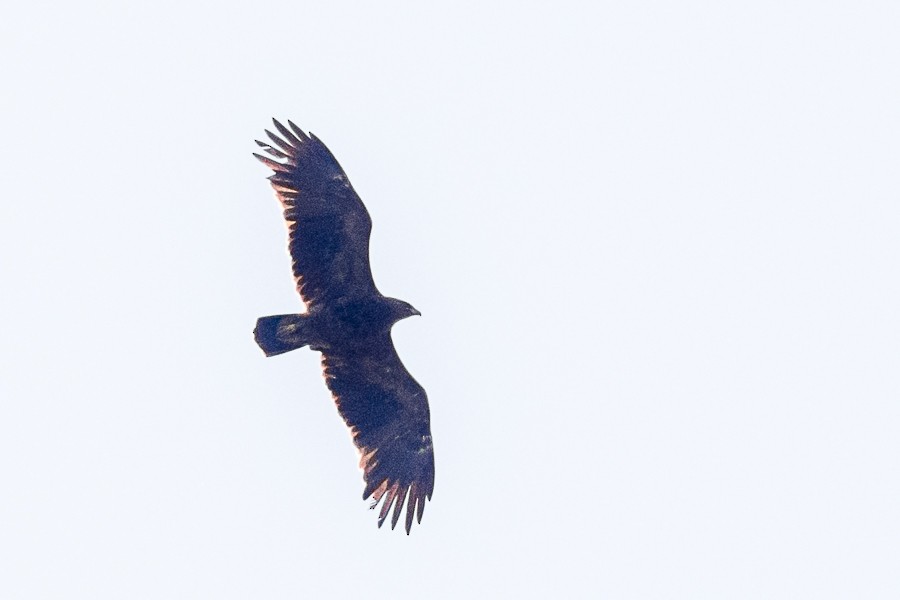 Lesser Spotted Eagle - Vladimir Belinskiy
