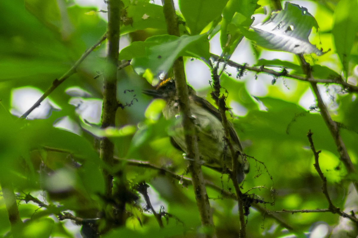 Olivaceous Piculet - ML619016420