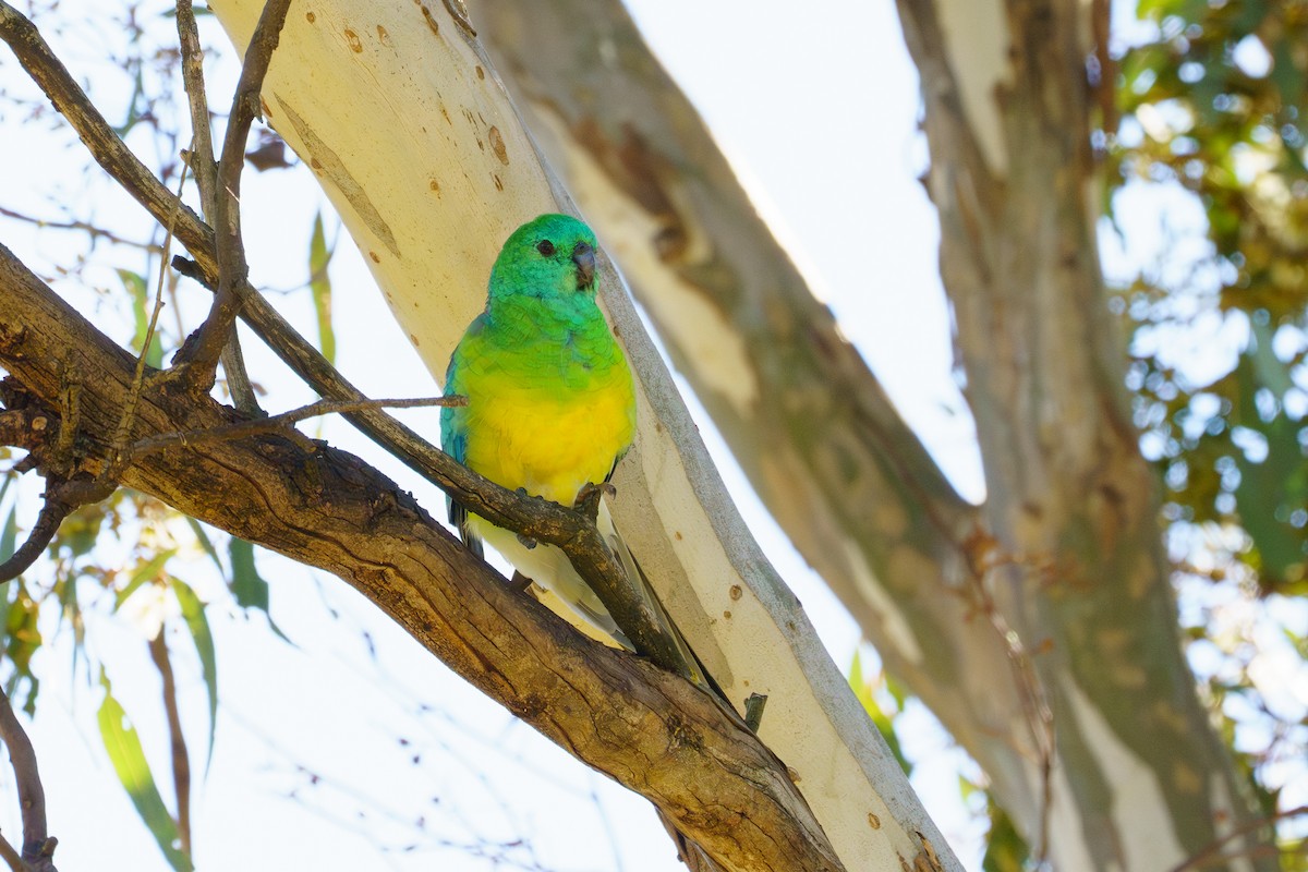 Red-rumped Parrot - James Churches