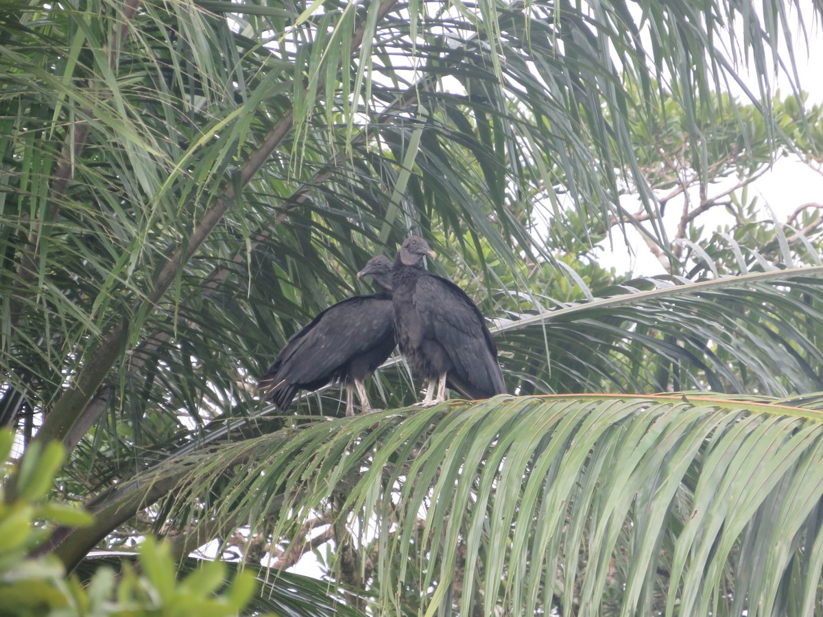 Black Vulture - Núcleo Palmero Aceites Morichal SAS