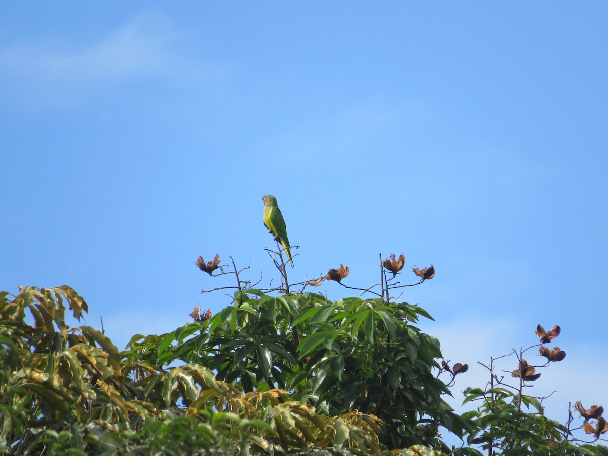 Brown-throated Parakeet - ML619016479