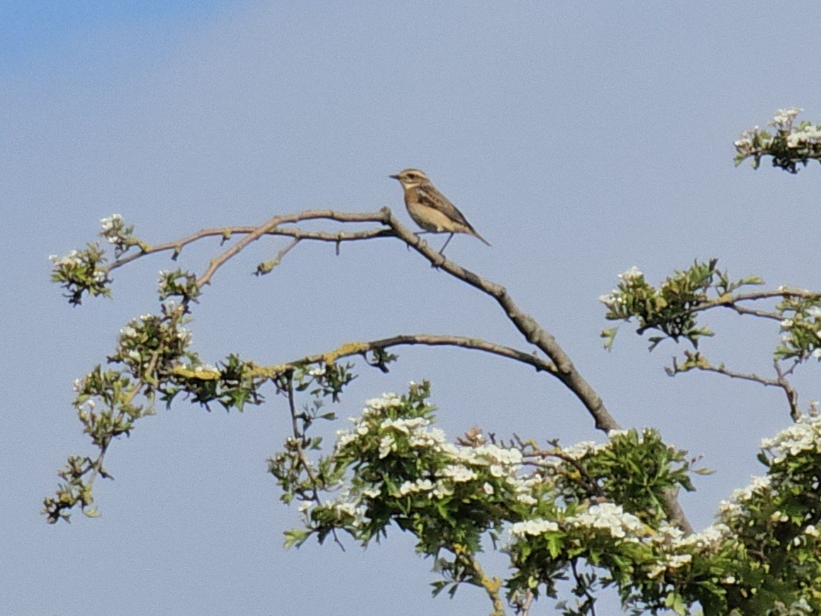 Whinchat - ML619016481
