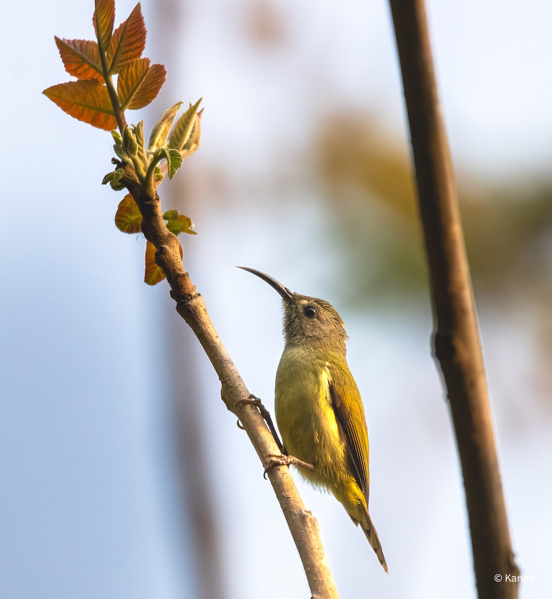 Green-tailed Sunbird - Kanno Tage
