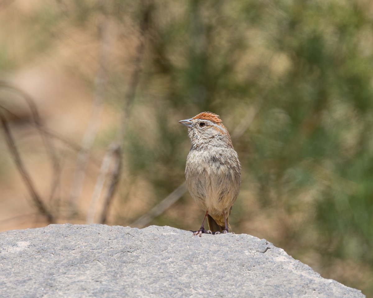 Rufous-crowned Sparrow - ML619016590