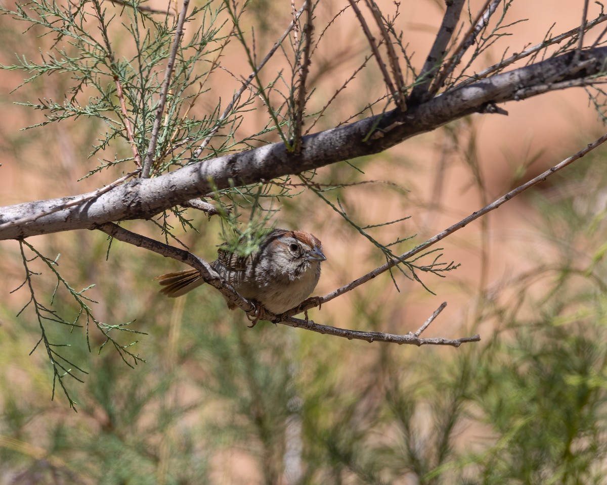 Rufous-crowned Sparrow - ML619016591