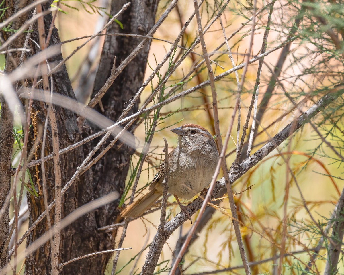 Rufous-crowned Sparrow - ML619016592