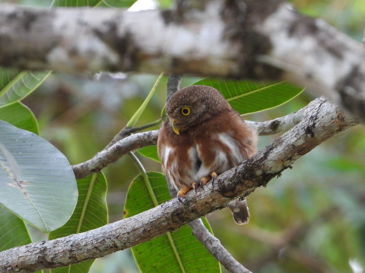 Central American Pygmy-Owl - ML619016616