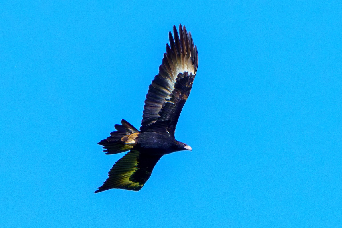 Wedge-tailed Eagle - ML619016619