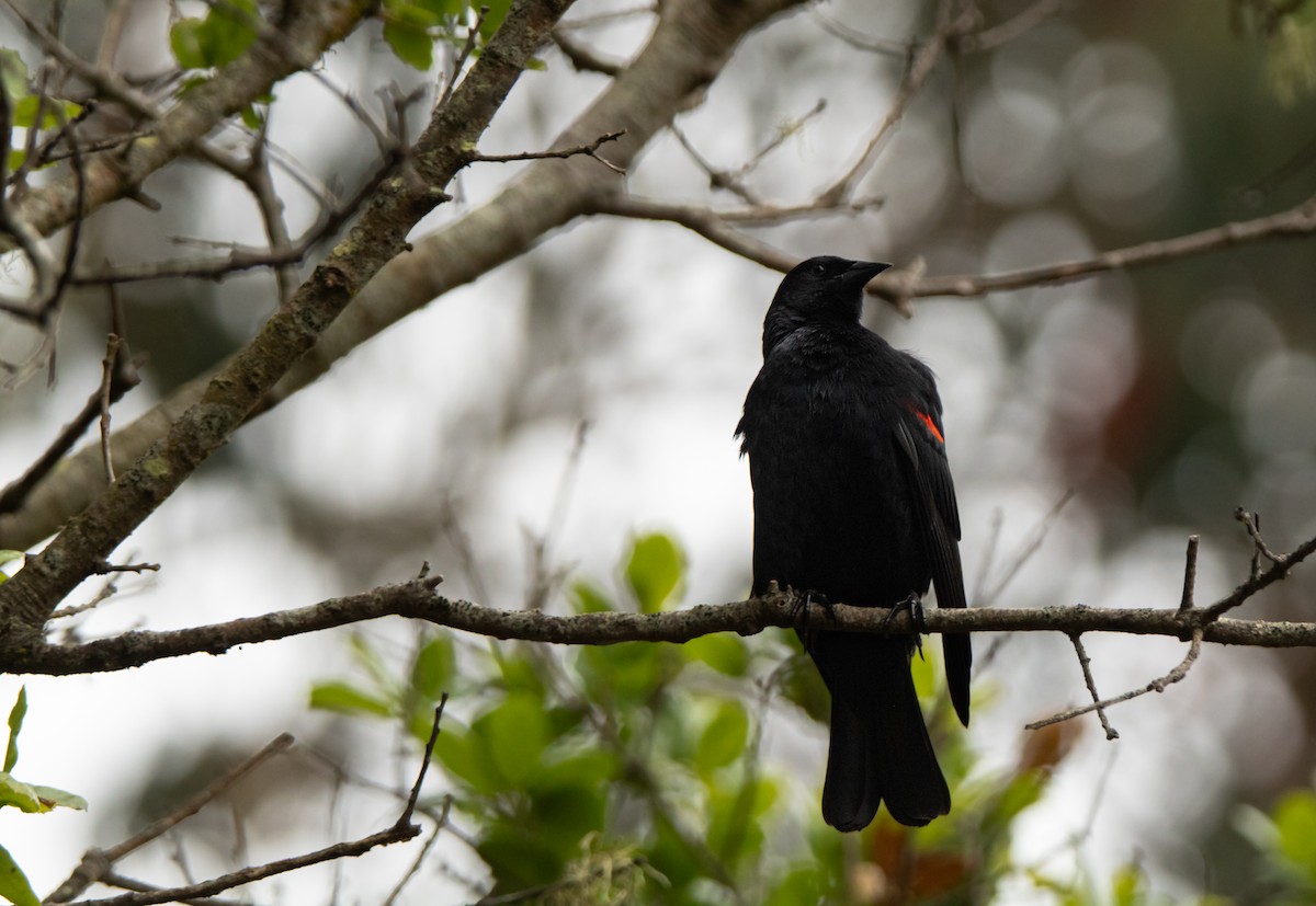 Red-winged Blackbird - Alex Handler
