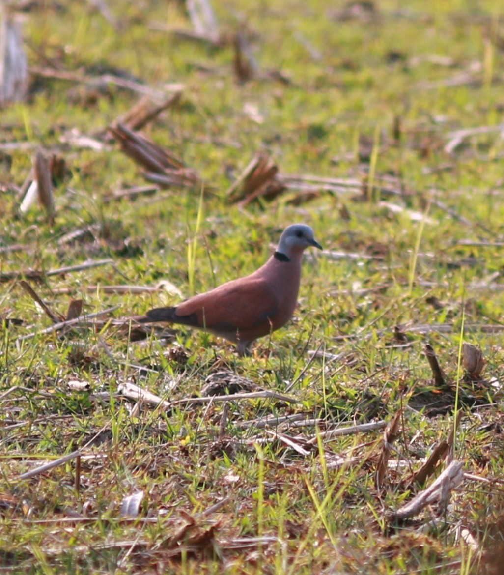 Red Collared-Dove - ML619016629