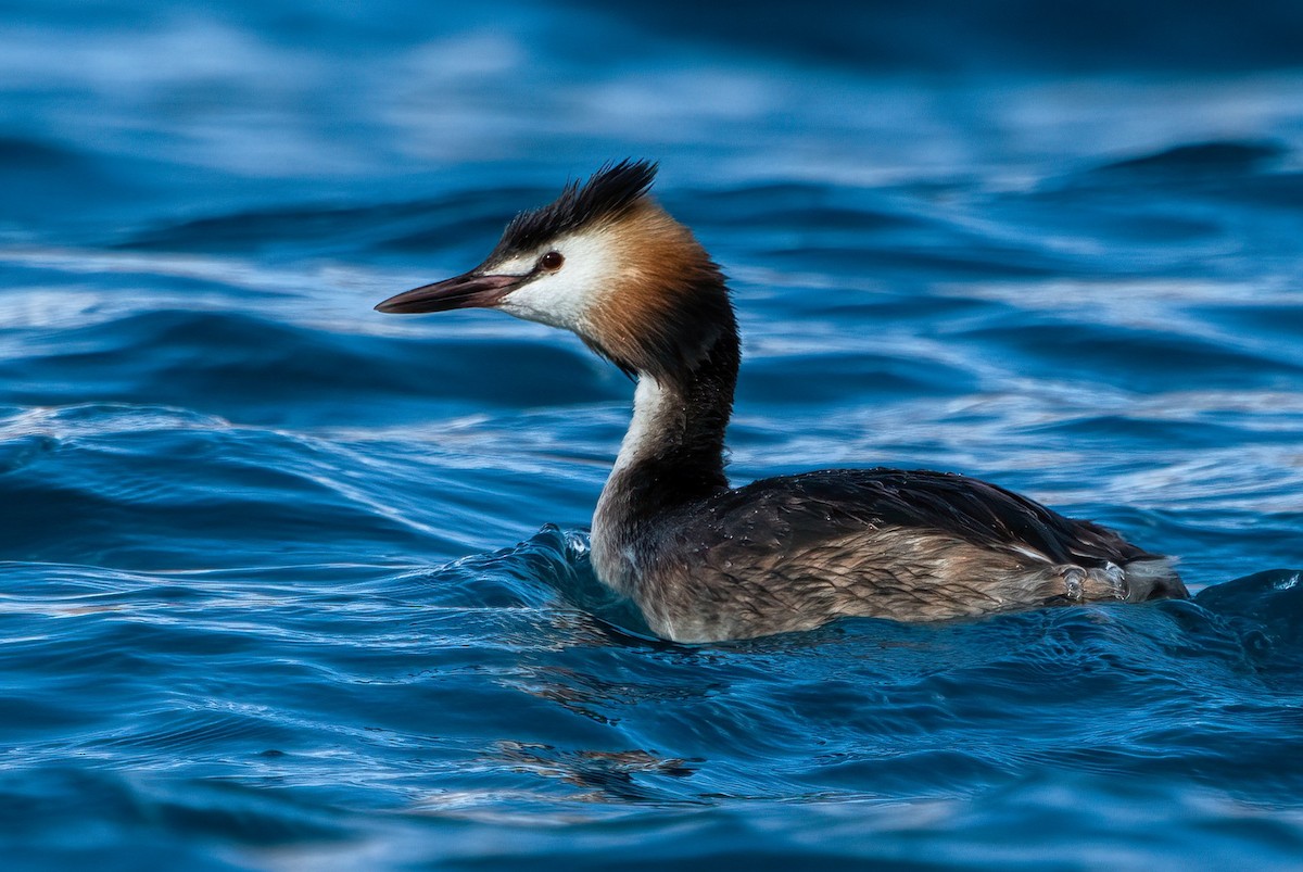 Great Crested Grebe - ML619016653