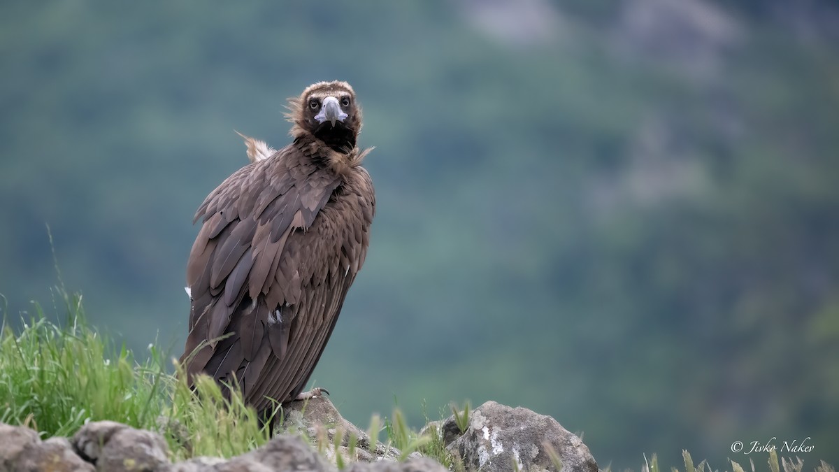 Cinereous Vulture - Jivko Nakev