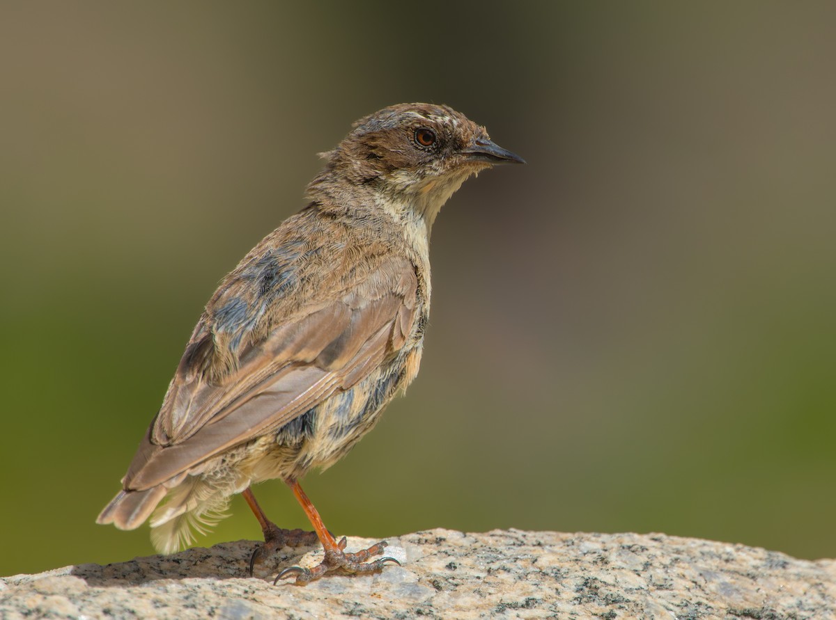 Brown Accentor - ML619016681