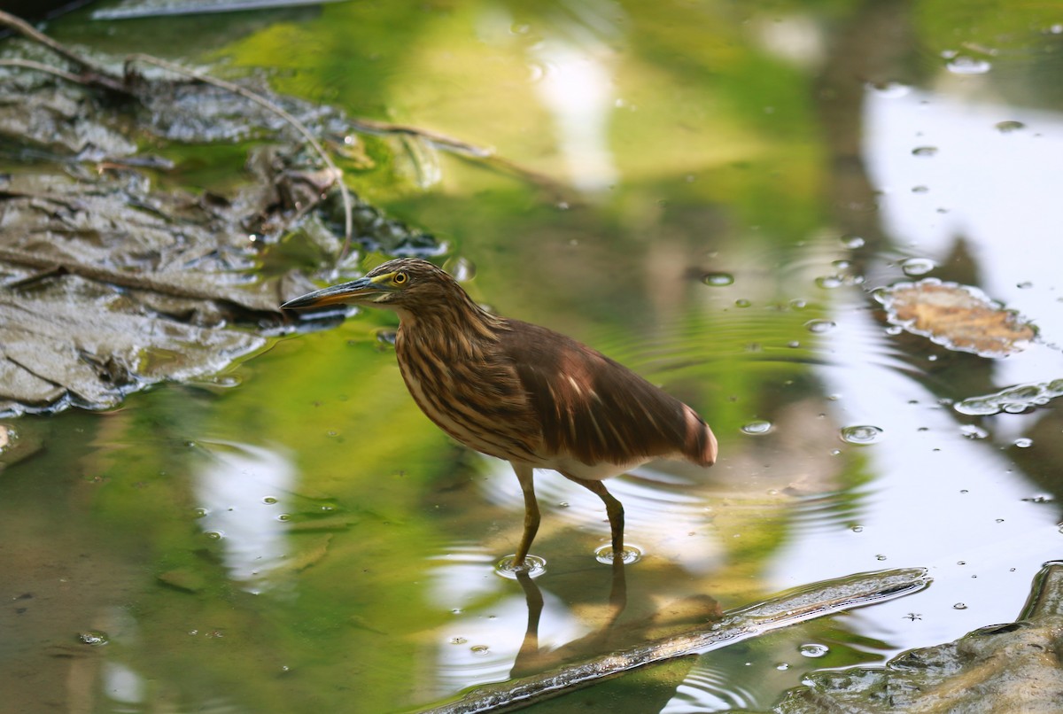 Indian Pond-Heron - Riedoan  Riyad