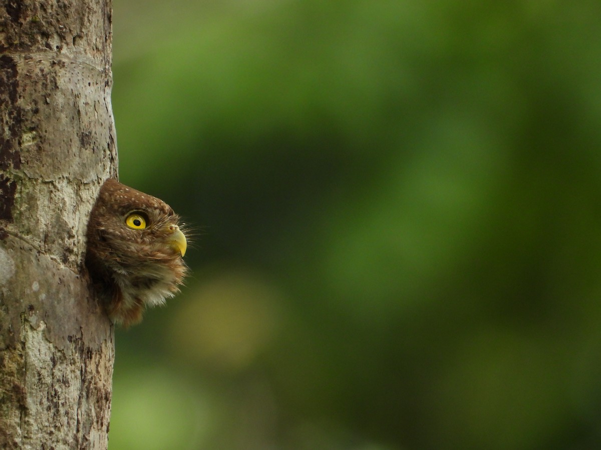 Central American Pygmy-Owl - Juan Carlos Melendez