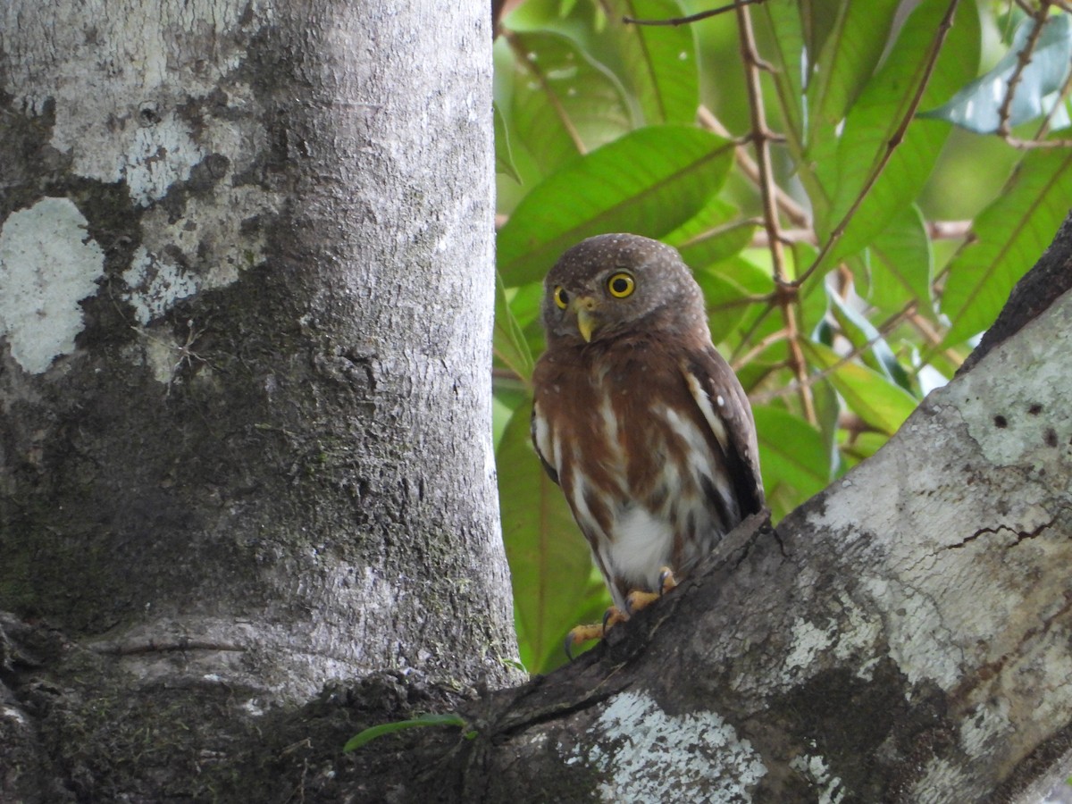 Central American Pygmy-Owl - ML619016711