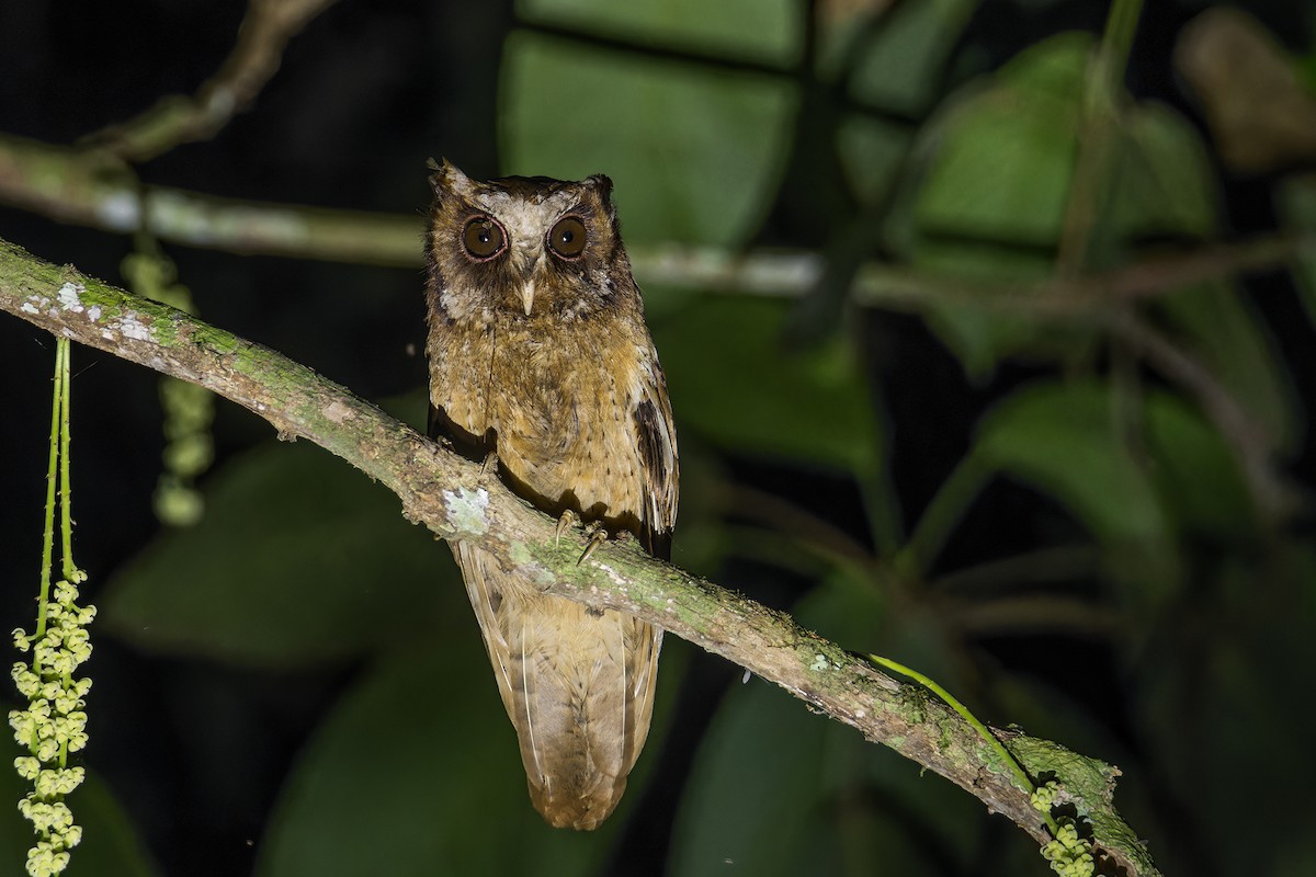 White-fronted Scops-Owl - ML619016748