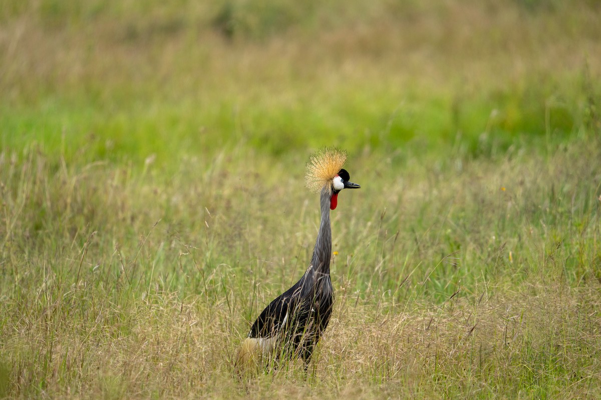 Gray Crowned-Crane - Victoria  Pysmenna