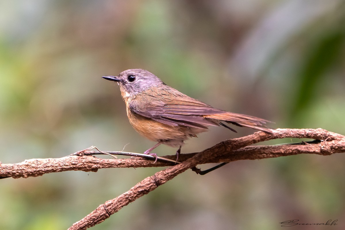 Pale-chinned Flycatcher - ML619016805
