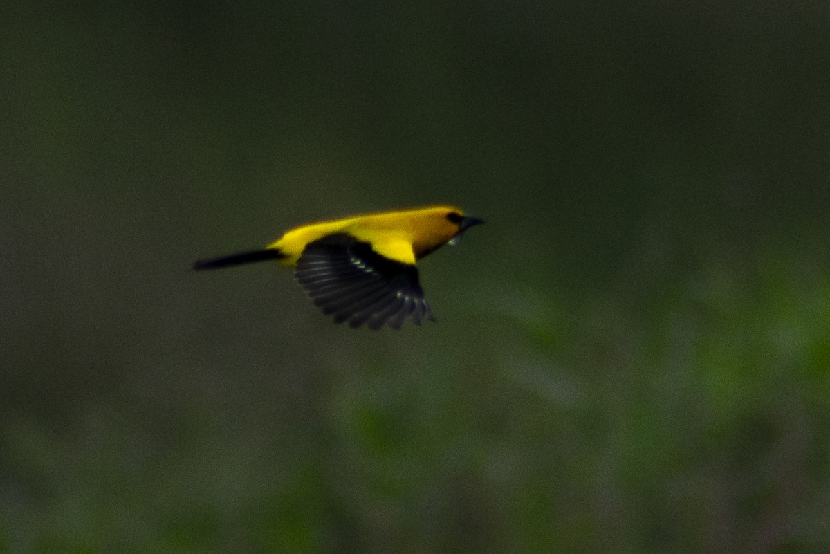 Yellow Oriole - Christian Carmona - CACIQUE BIRDING