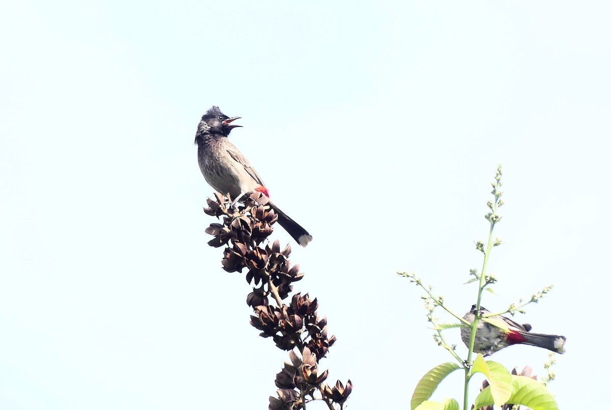 Red-vented Bulbul - ML619016881