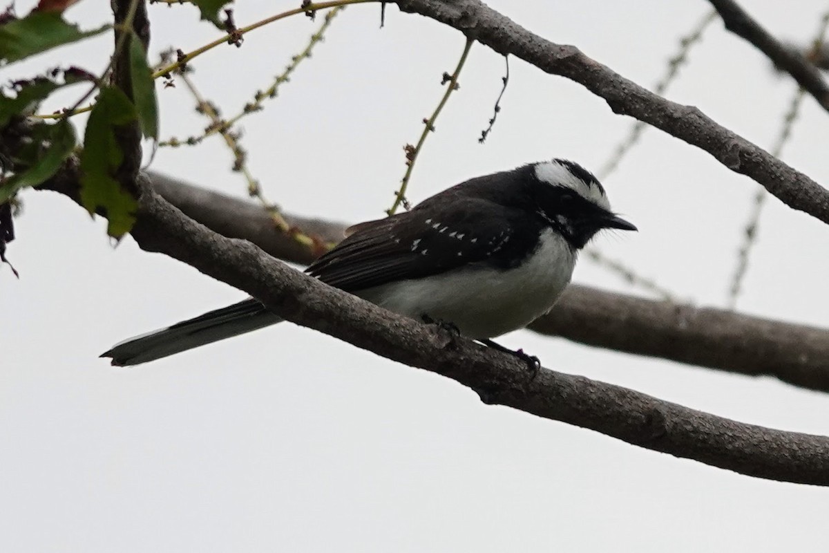 White-browed Fantail - ML619016885