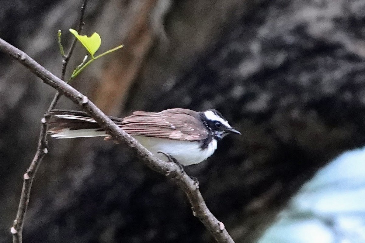 White-browed Fantail - ML619016886