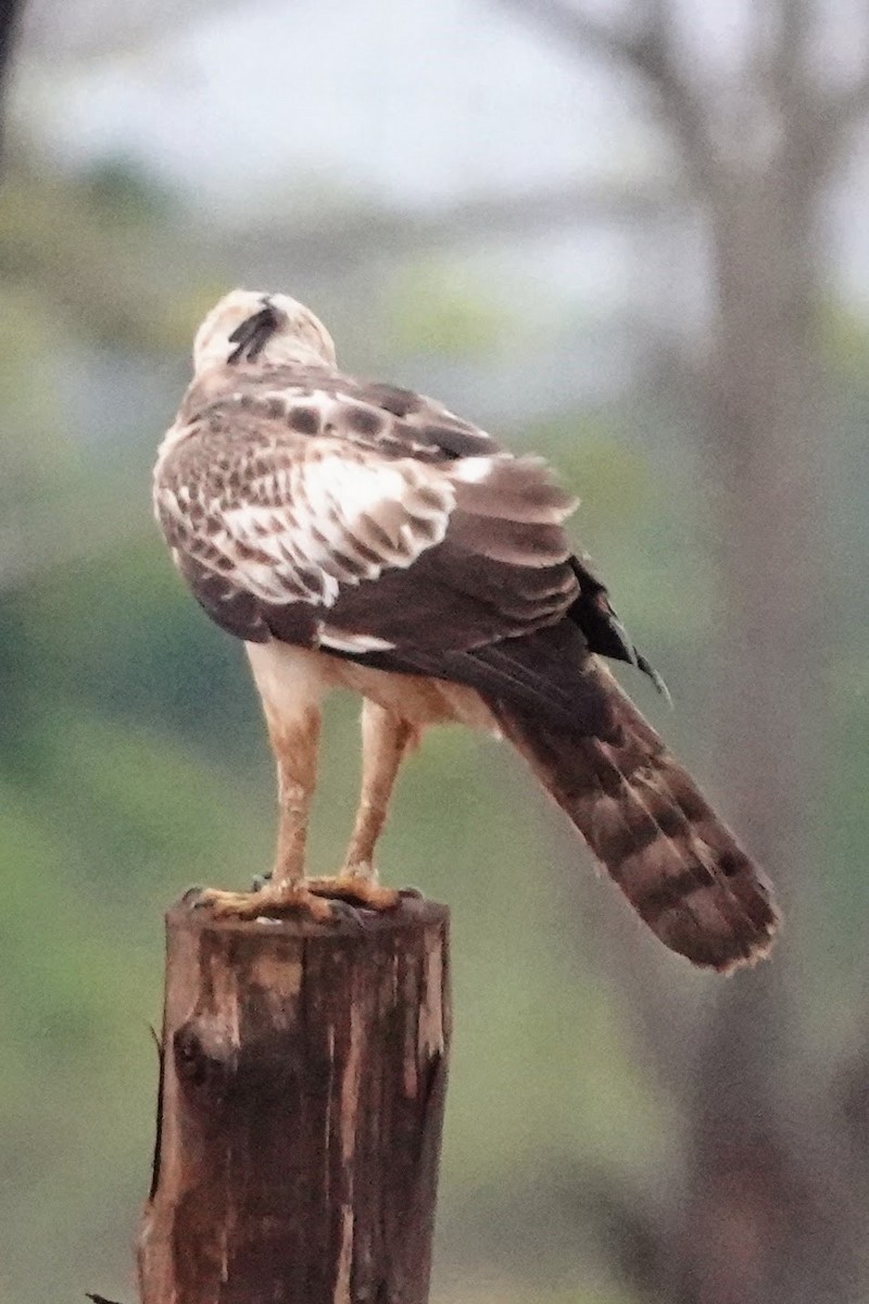 Changeable Hawk-Eagle (Crested) - ML619016920