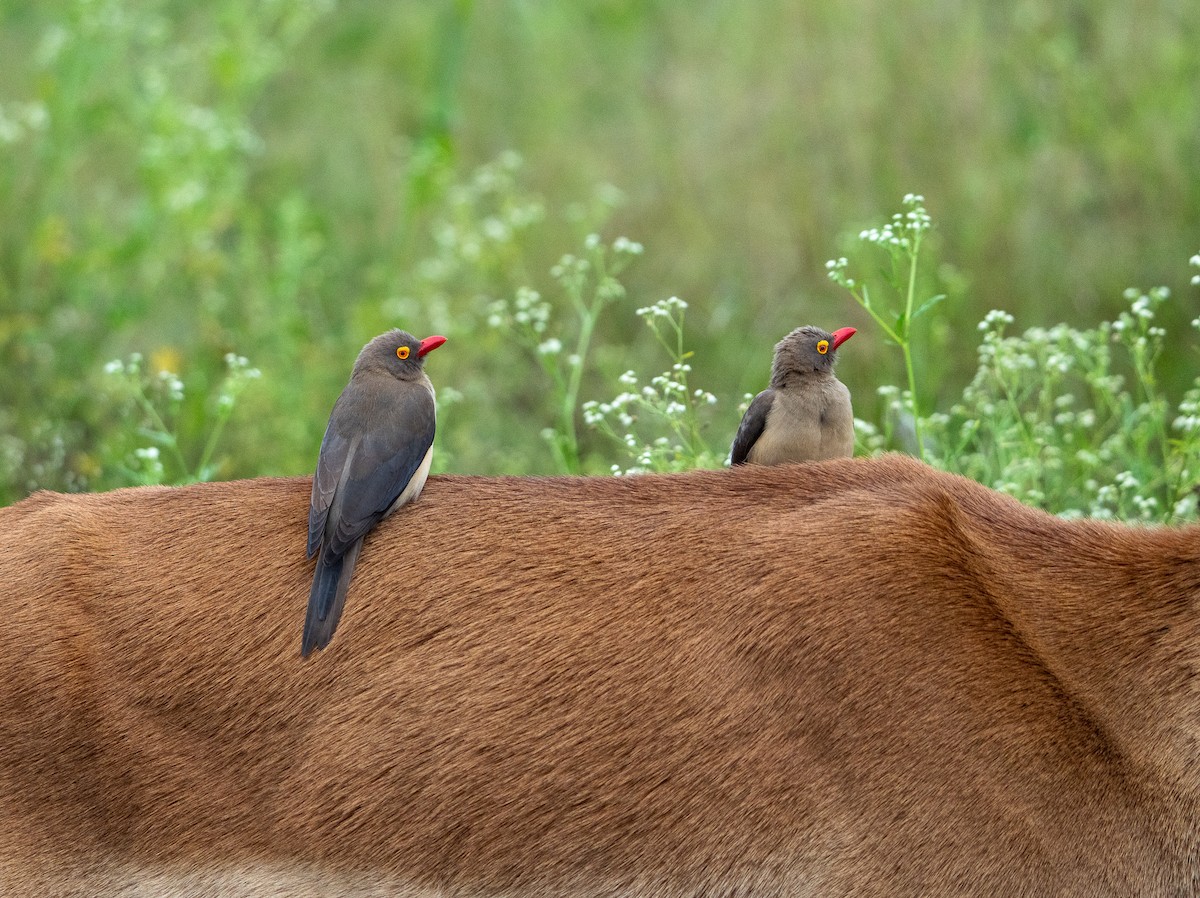 Red-billed Oxpecker - ML619016936