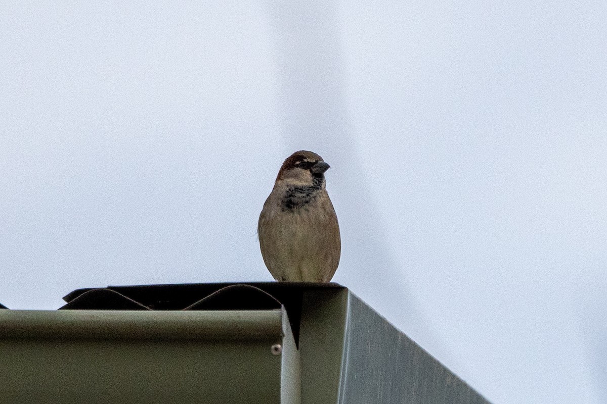 House Sparrow - ML619016938