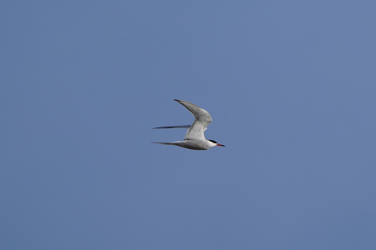 Common Tern - Willem Van Bergen